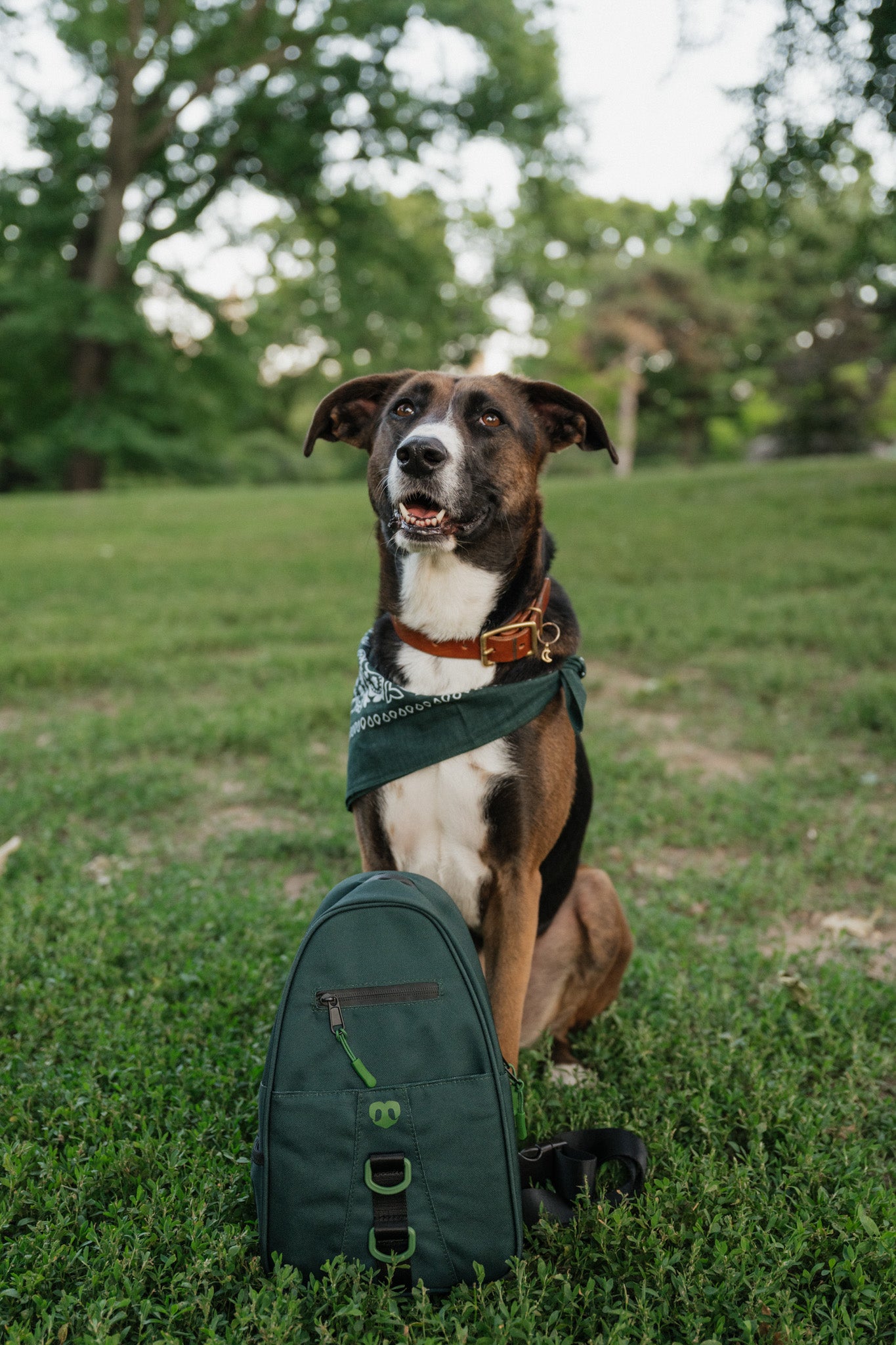 Molo Dog Walking Bag